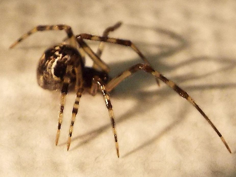 Theridiidae:  Parasteatoda cfr. lunata  - Milano