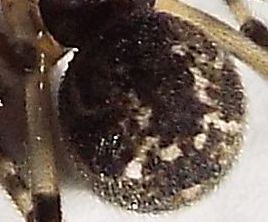Theridiidae:  Parasteatoda cfr. lunata  - Milano