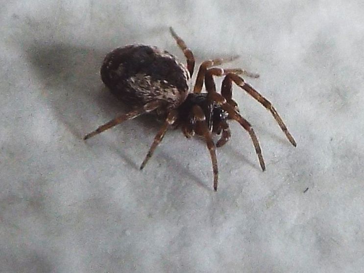 Dictynidae:  Brigittea civica -  Milano