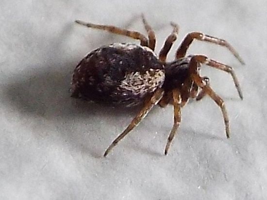 Dictynidae:  Brigittea civica -  Milano