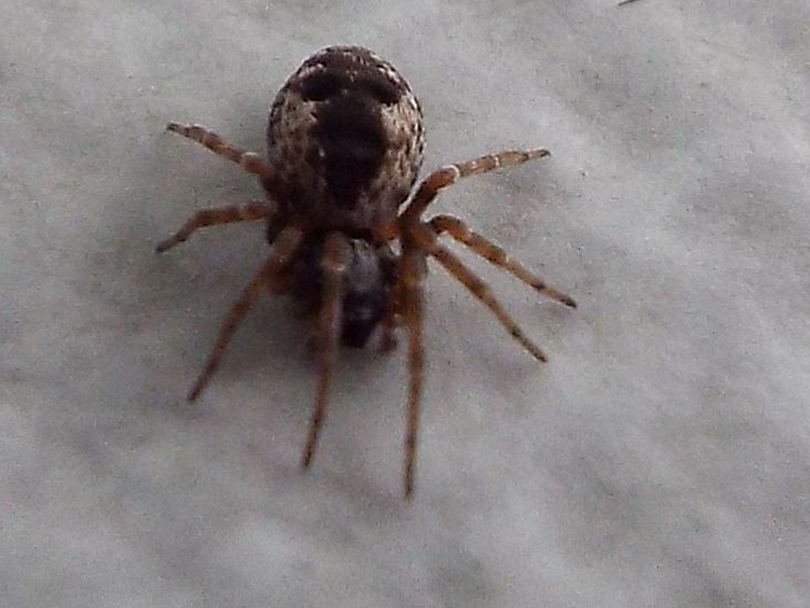 Dictynidae:  Brigittea civica -  Milano