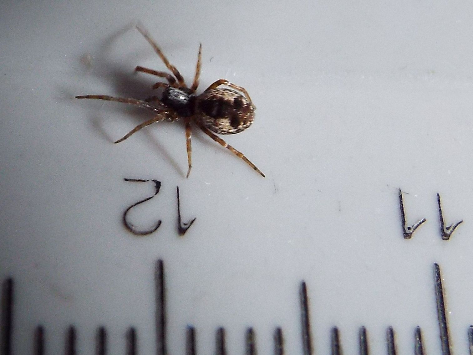 Dictynidae:  Brigittea civica -  Milano