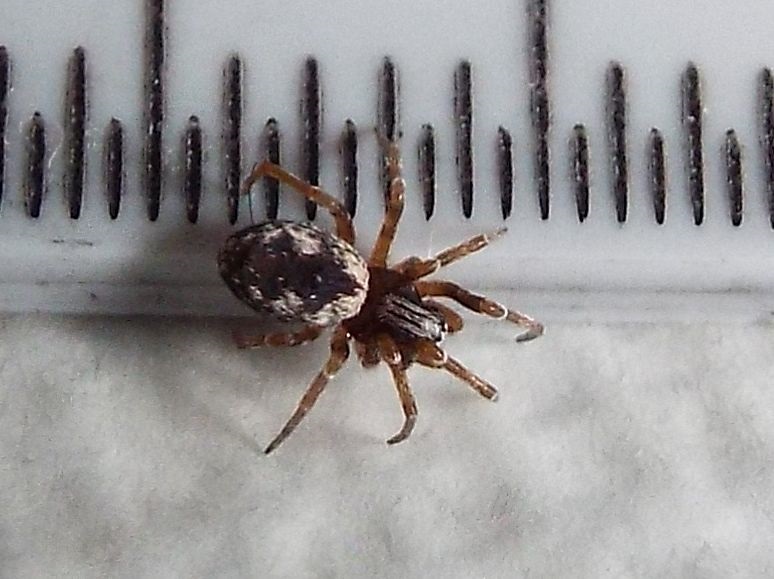 Dictynidae:  Brigittea civica -  Milano