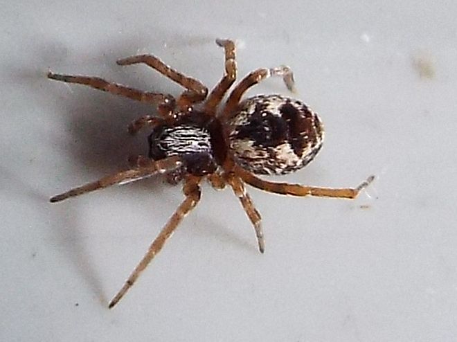 Dictynidae:  Brigittea civica -  Milano