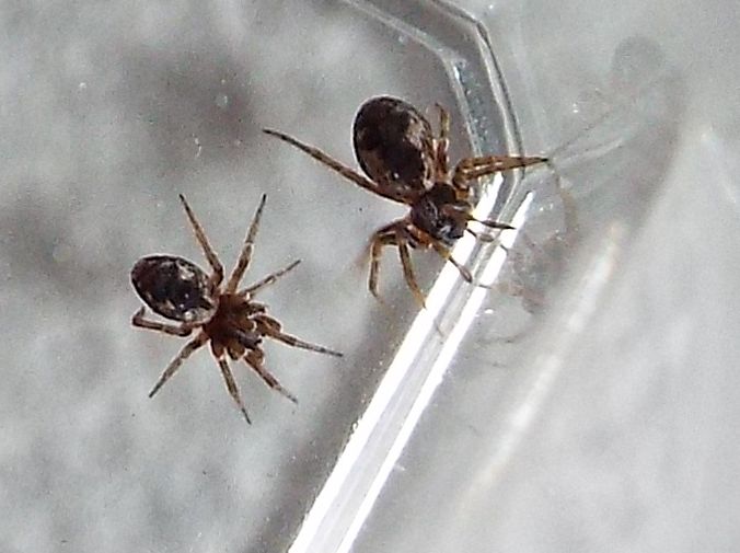 Dictynidae:  Brigittea civica -  Milano