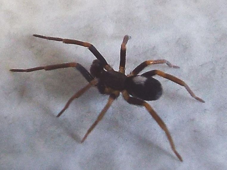 Filistatidae:  Pritha sagittata  - Milano
