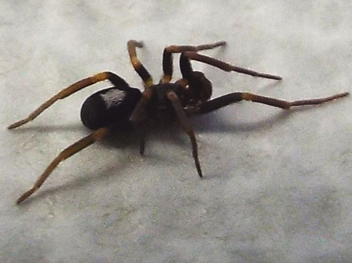 Filistatidae:  Pritha sagittata  - Milano