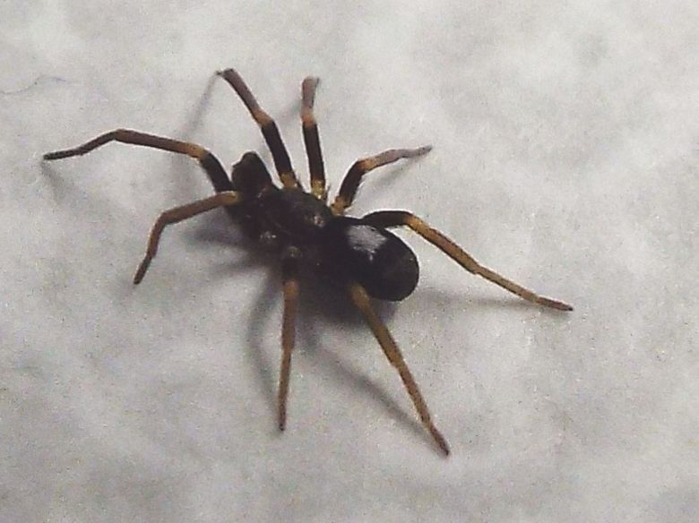 Filistatidae:  Pritha sagittata  - Milano
