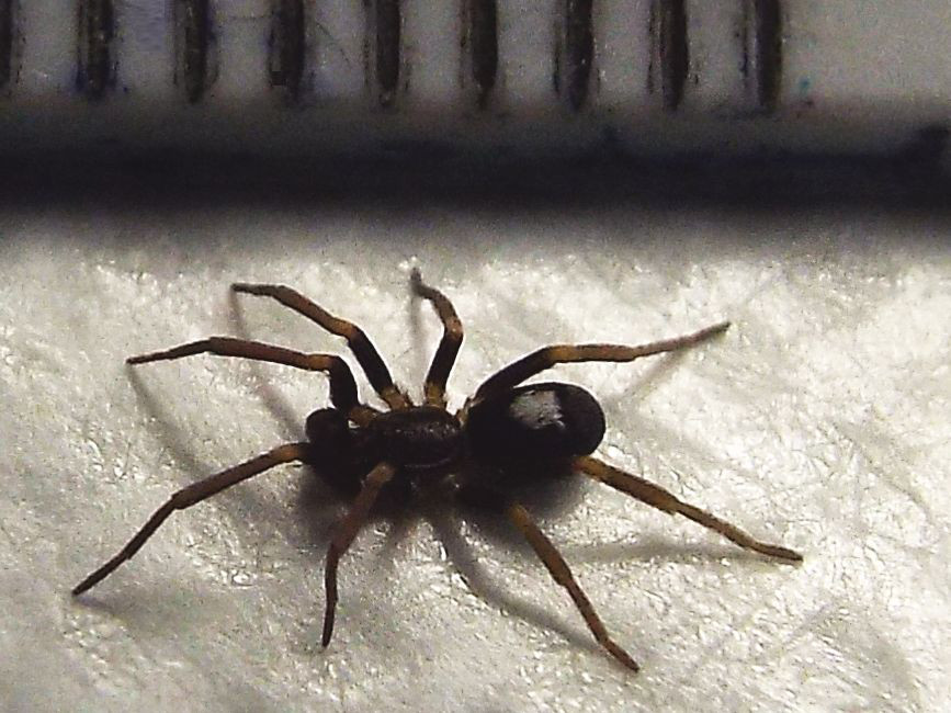 Filistatidae:  Pritha sagittata  - Milano
