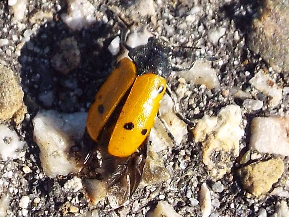 Chrysomelidae:  Lachnaia italica