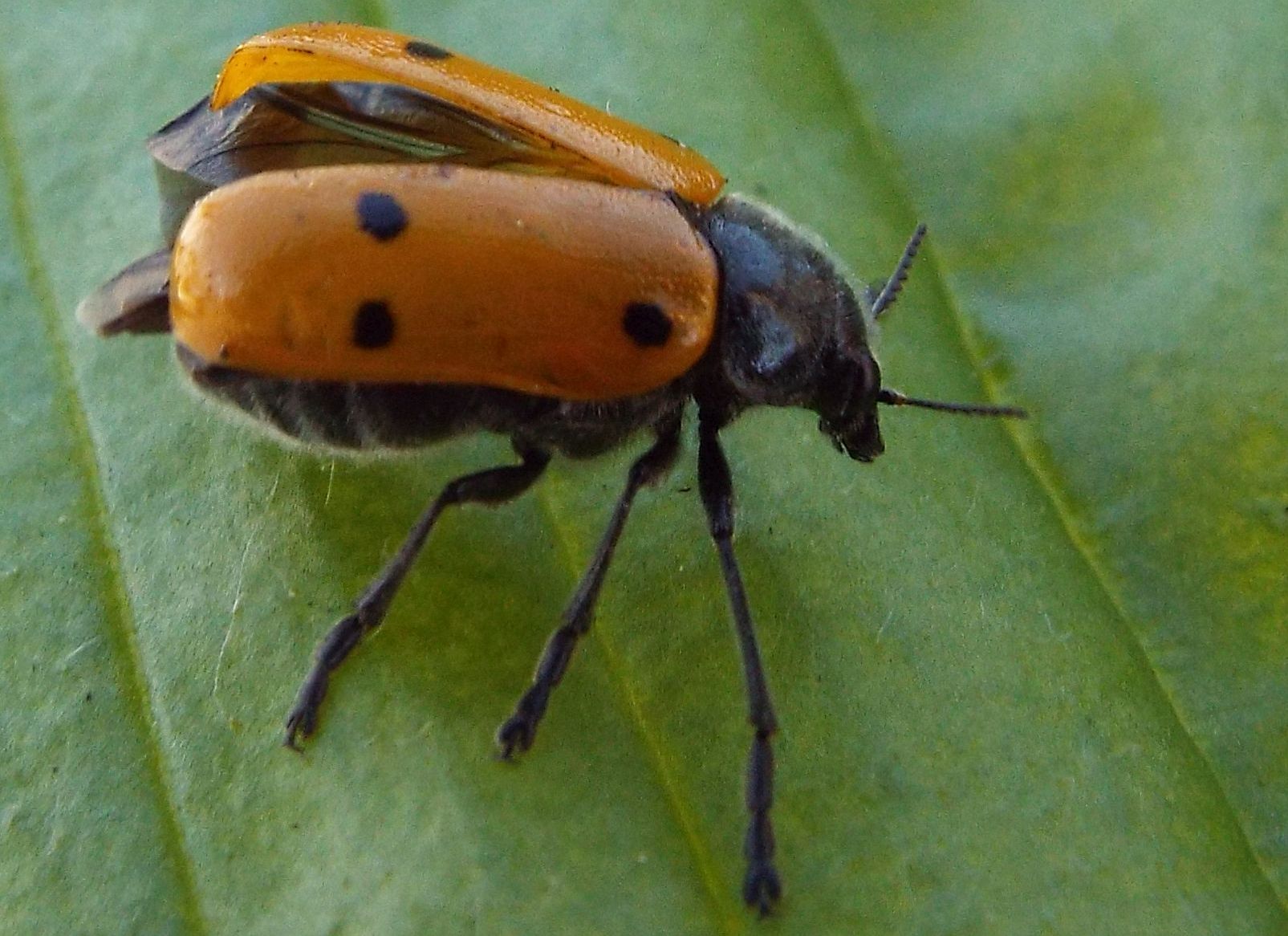 Chrysomelidae:  Lachnaia italica