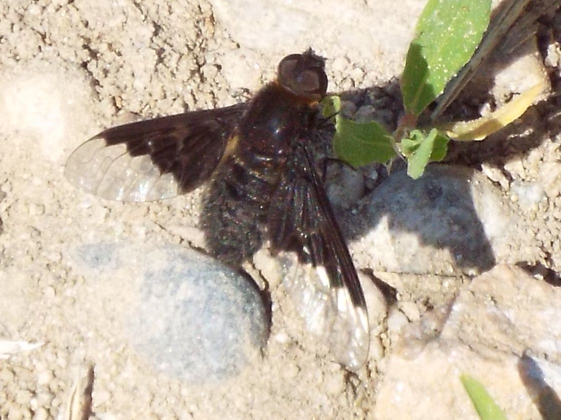 Hemipenthes morio (Bombyliidae)