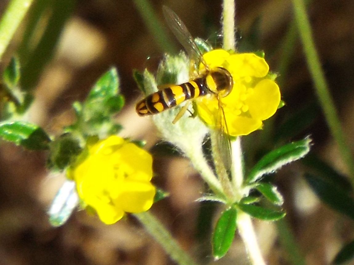 Syrphidae:  Sphaerophoria sp., maschio