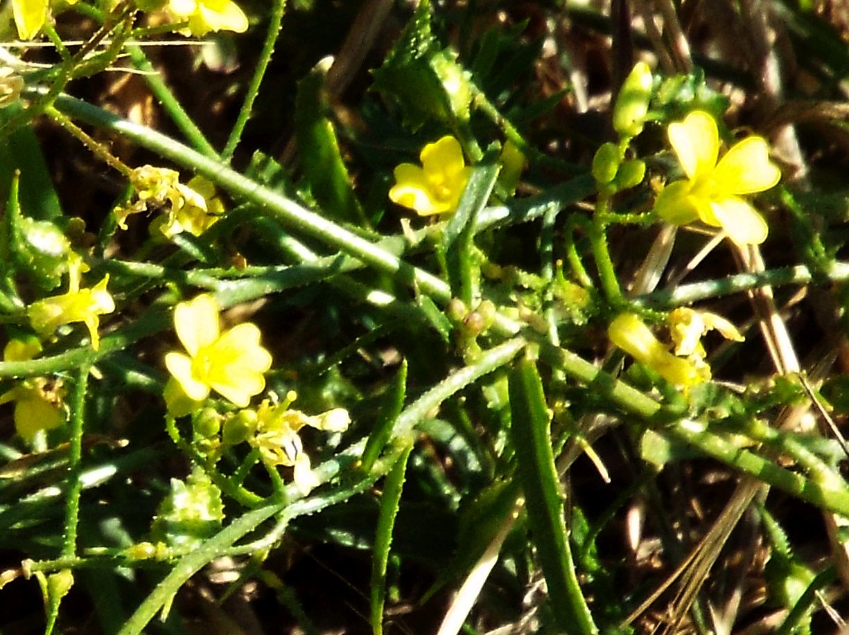 Bunias erucago (Brassicaceae)
