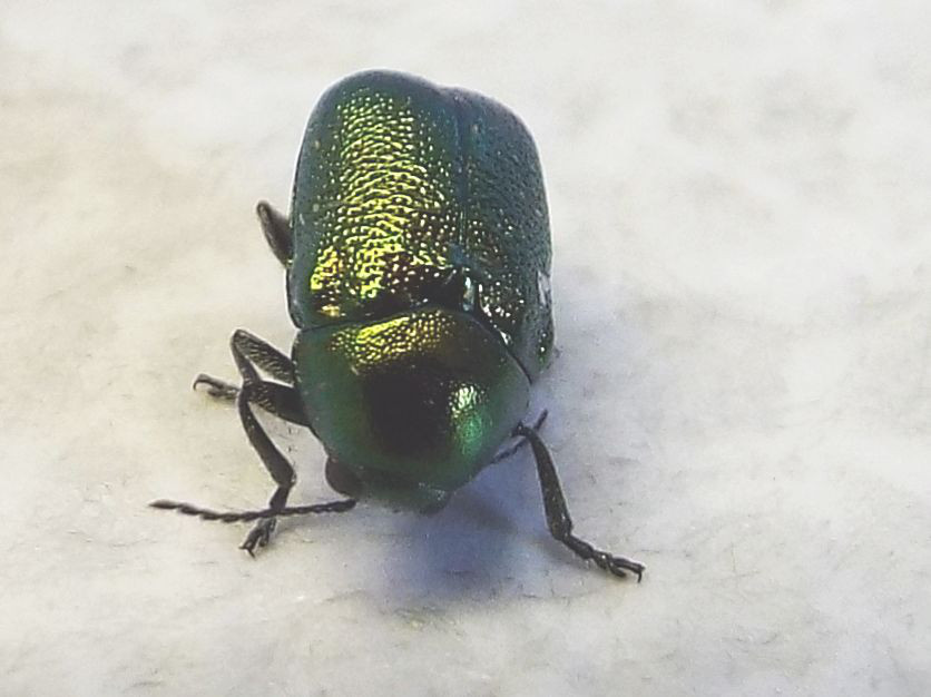 Chrysomelidae:   Cryptocephalus cfr. transiens