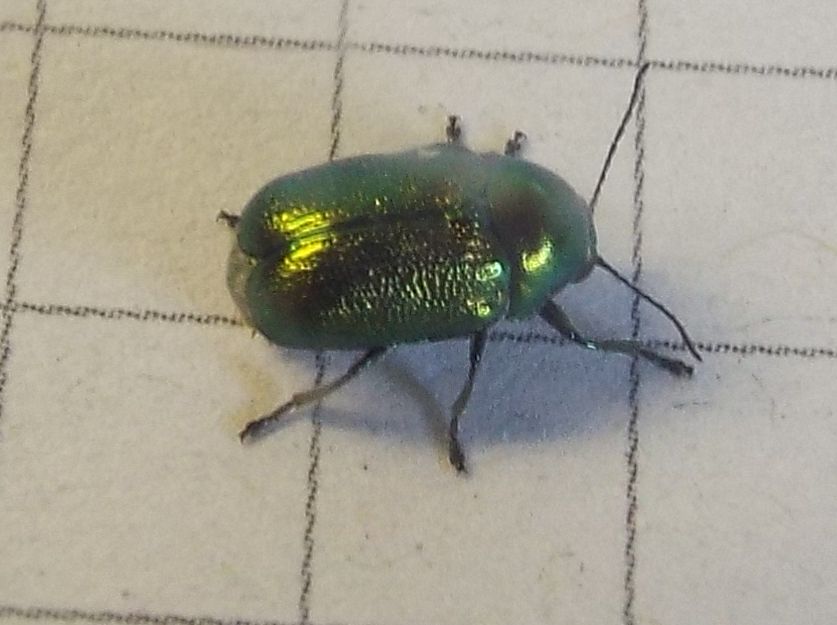 Chrysomelidae:   Cryptocephalus cfr. transiens