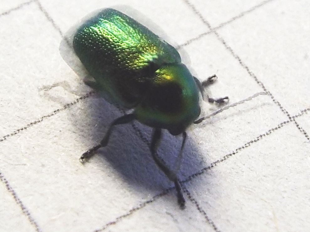 Chrysomelidae:   Cryptocephalus cfr. transiens