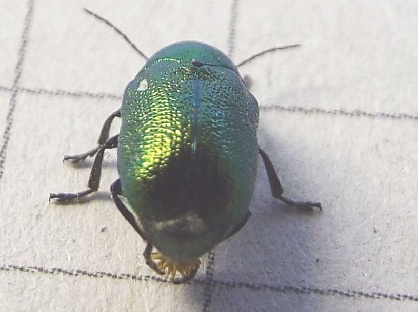 Chrysomelidae:   Cryptocephalus cfr. transiens