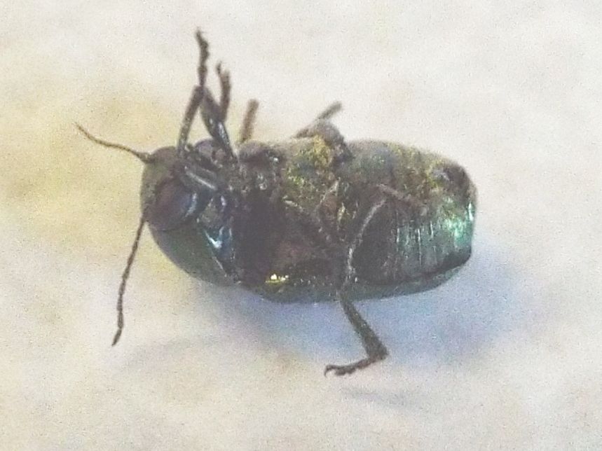 Chrysomelidae:   Cryptocephalus cfr. transiens