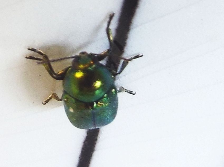 Chrysomelidae:   Cryptocephalus cfr. transiens