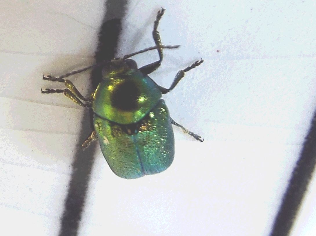 Chrysomelidae:   Cryptocephalus cfr. transiens