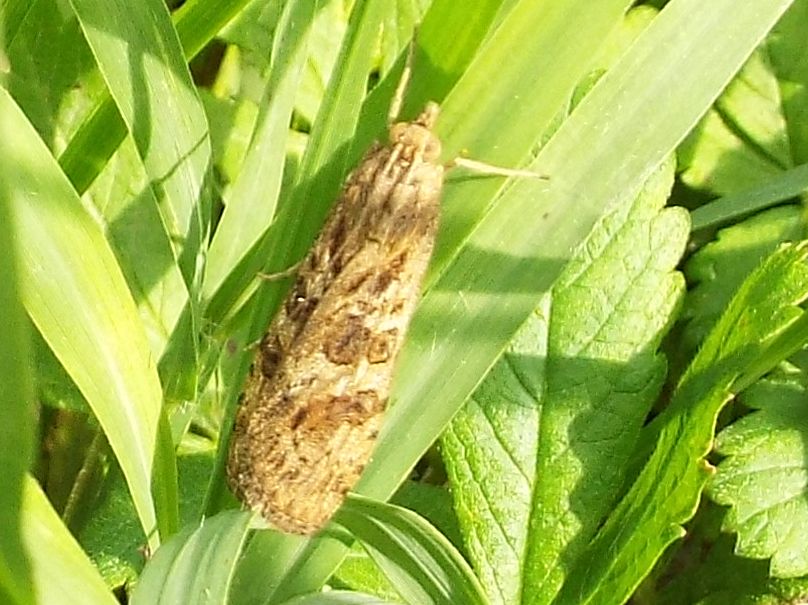 Da identificare - Nomophila noctuella, Crambidae