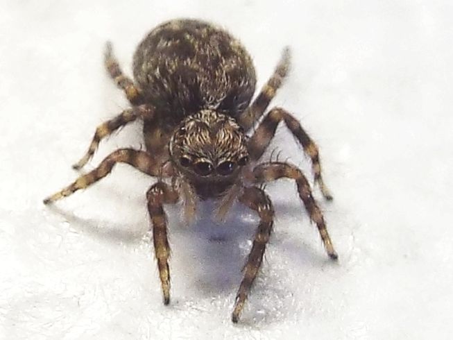 Saltcidae:  Pseudeuophrys sp.  - Milano