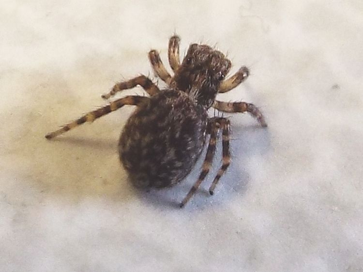 Saltcidae:  Pseudeuophrys sp.  - Milano