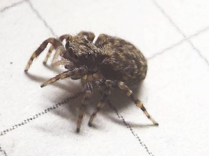 Saltcidae:  Pseudeuophrys sp.  - Milano