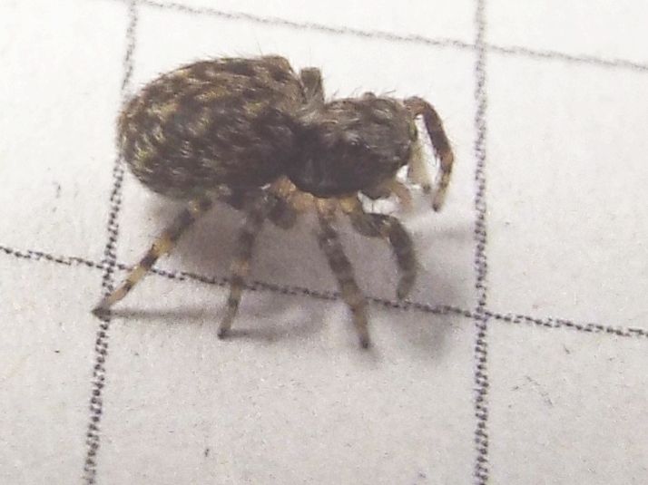 Saltcidae:  Pseudeuophrys sp.  - Milano