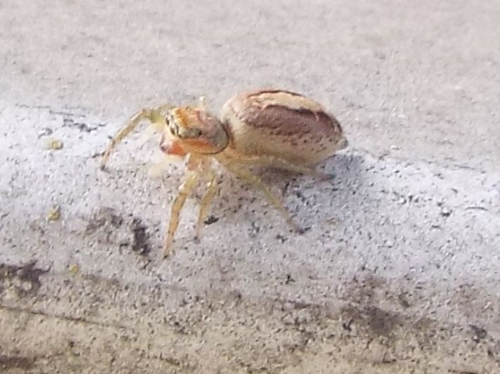 Salticidae:  Icius sp., femmina  - Milano