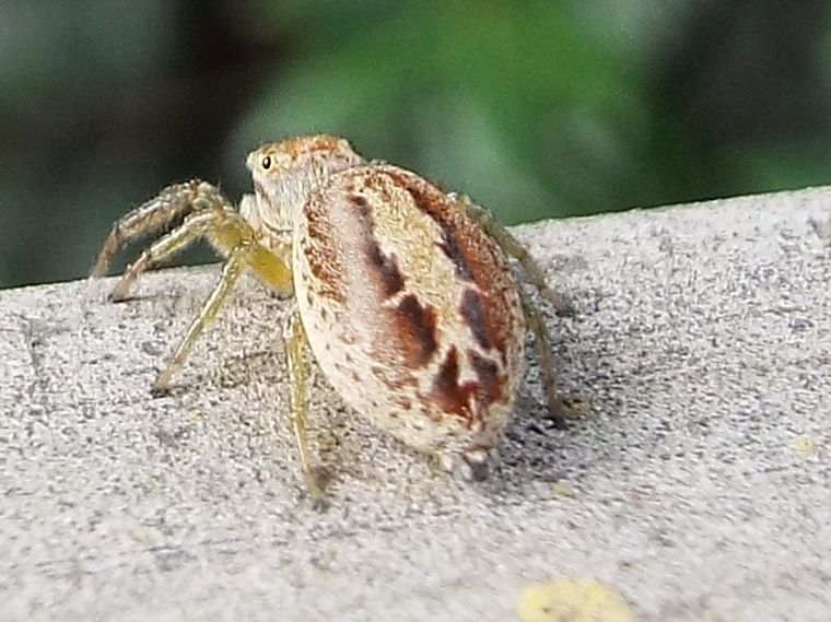 Salticidae:  Icius sp., femmina  - Milano