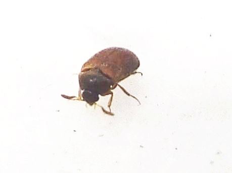 Dermestidae:   Attagenus sp., maschio