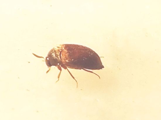 Dermestidae:   Attagenus sp., maschio