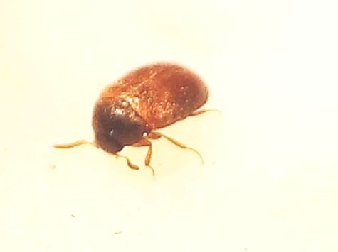 Dermestidae:   Attagenus sp., maschio