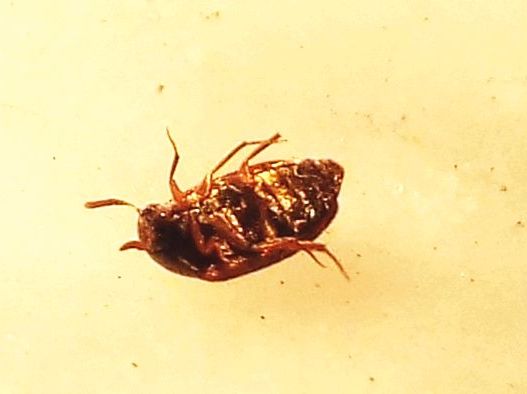 Dermestidae:   Attagenus sp., maschio