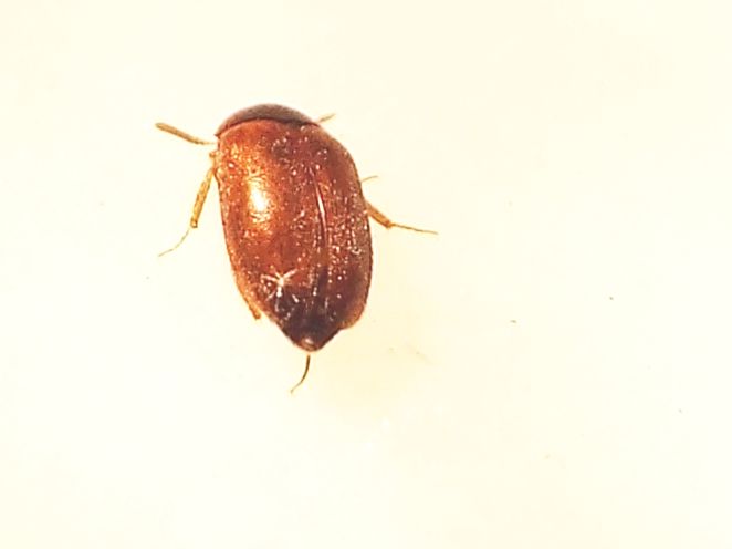 Dermestidae:   Attagenus sp., maschio