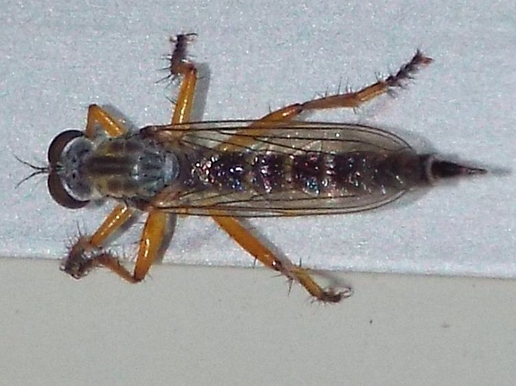 Asilidae da identificare: Neomochtherus pallipes femmina