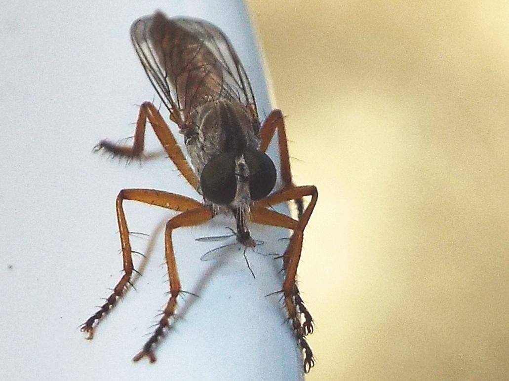 Asilidae da identificare: Neomochtherus pallipes femmina