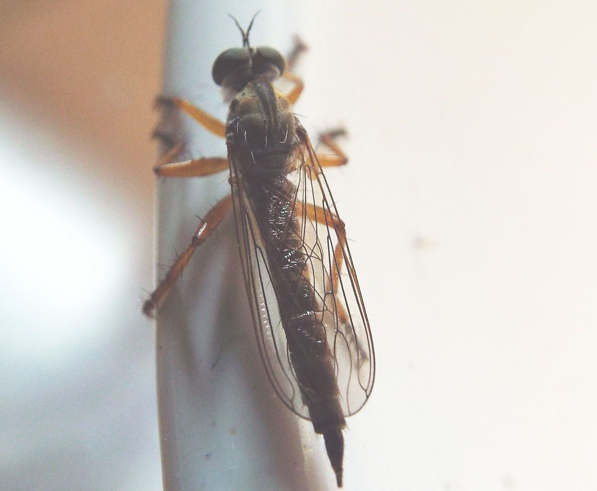 Asilidae da identificare: Neomochtherus pallipes femmina