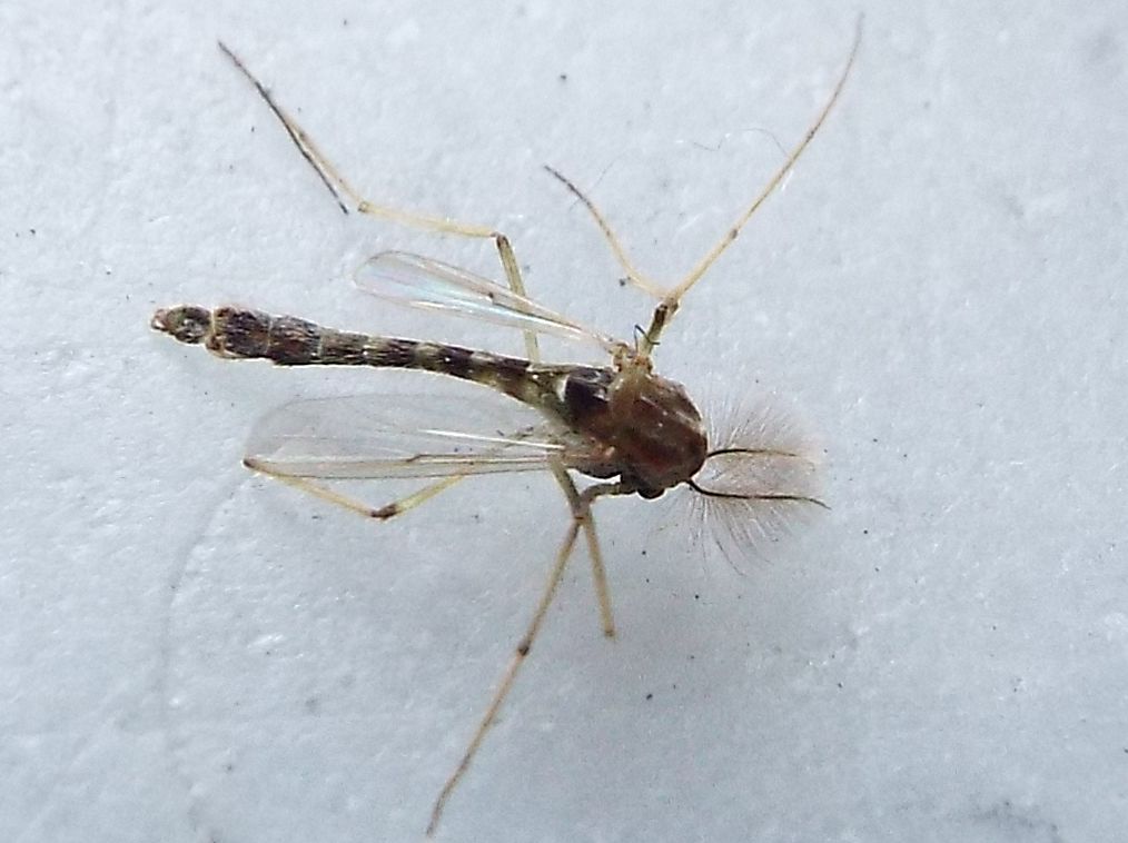 Da identificare: maschio di Chironomidae