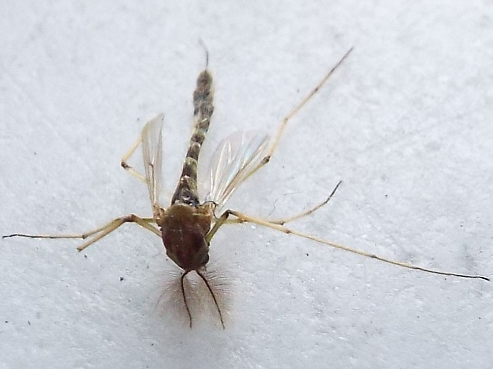 Da identificare: maschio di Chironomidae