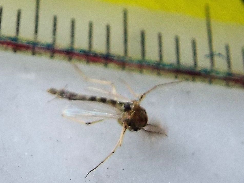 Da identificare: maschio di Chironomidae
