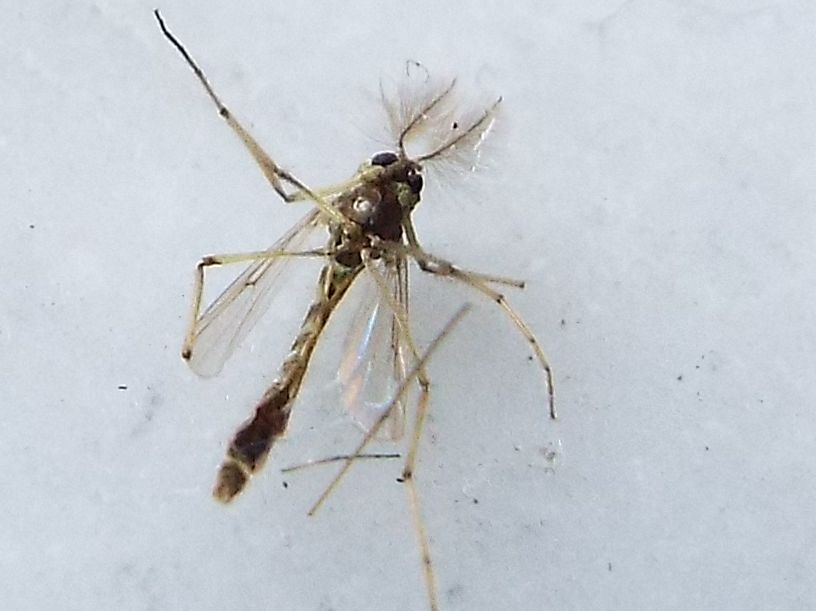 Da identificare: maschio di Chironomidae