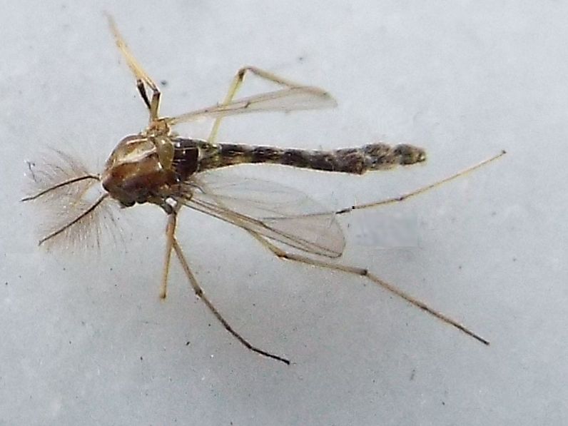 Da identificare: maschio di Chironomidae
