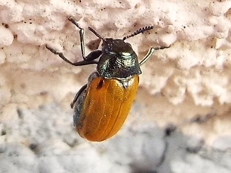 Chrysomelidae:   Labidostomis longimana, femmina