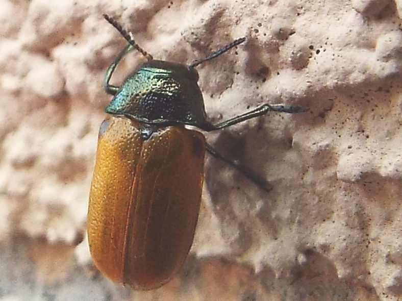 Chrysomelidae:   Labidostomis longimana, femmina