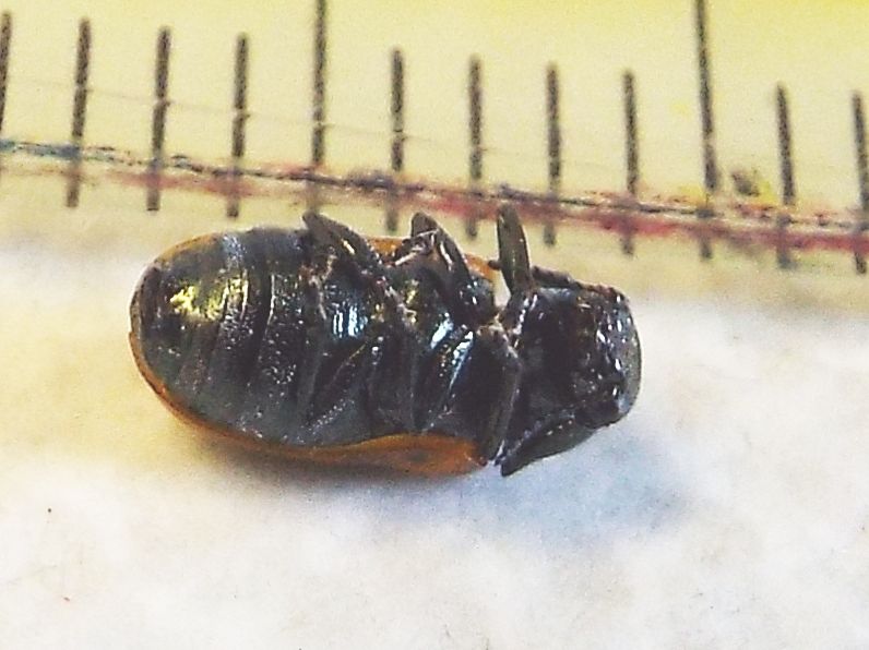 Chrysomelidae:   Labidostomis longimana, femmina