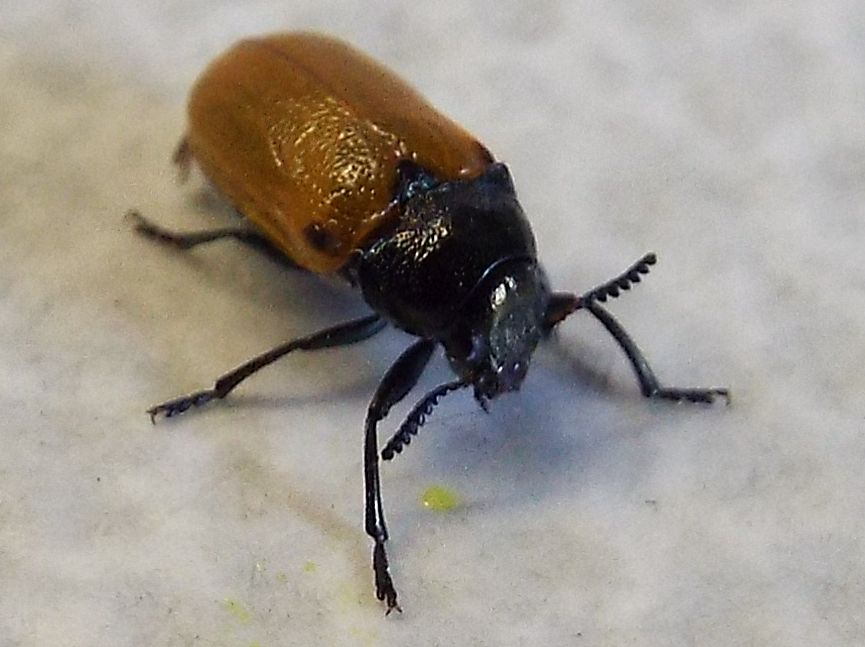 Chrysomelidae:   Labidostomis longimana, femmina