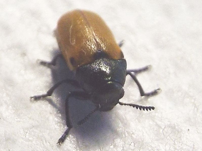 Chrysomelidae:   Labidostomis longimana, femmina